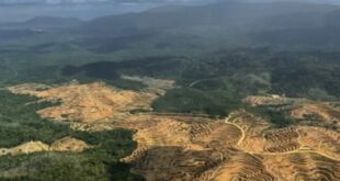 3.2mil hectares of natural forest at risk of deforestation